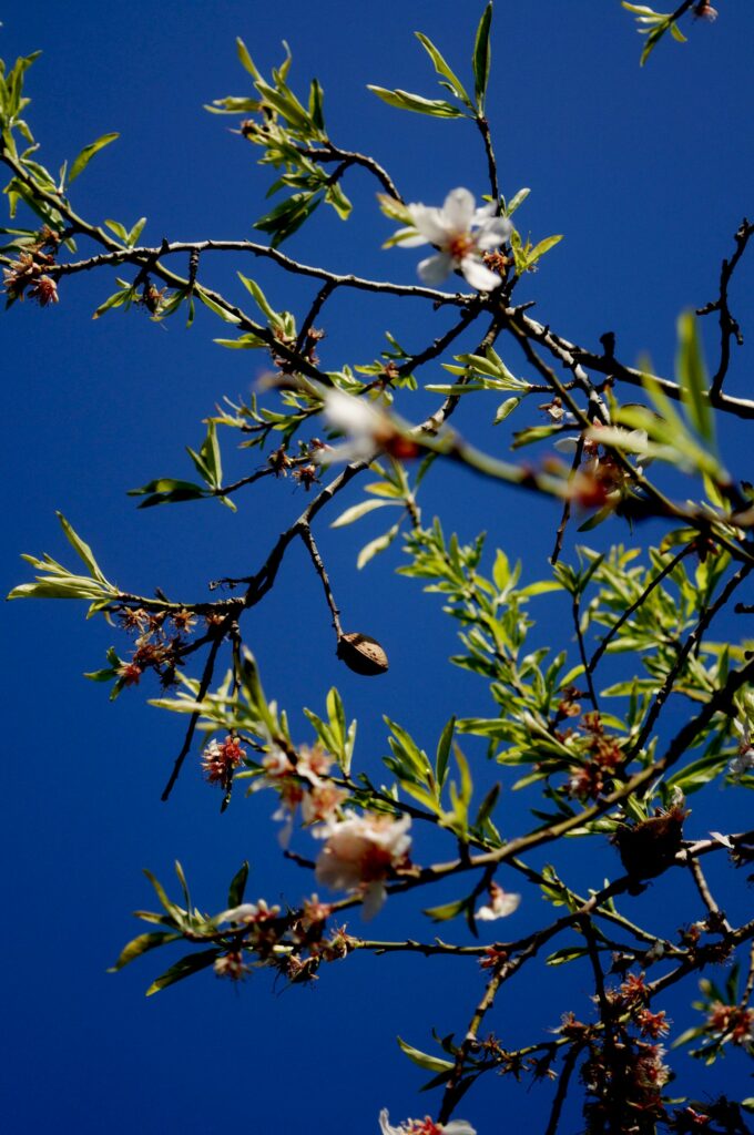 Harina de almendras